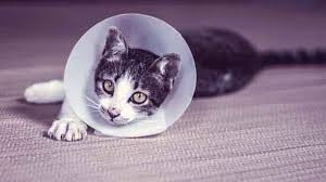 Make sure your cat has regular vet exams to prevent illness. Warning Signs Of A Sick Cat Petcarerx