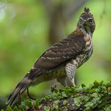 Crested Goshawk (Accipiter trivirgatus) ▫️LOCAL STATUS Uncommon resident ▫️CONSERVATION STATUS Least Concern_(LC) 📌 Thank you all for the likes and comments Nikon D500 AF-S NIKKOR 500mm f/5.6E PF ED VR Handheld 📸©️ : : : #