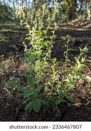 Image result for Laggera