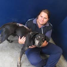 Dog burned with boiling water