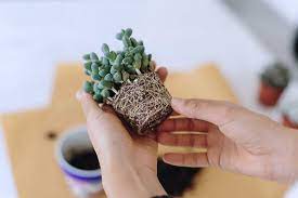 Maybe you would like to learn more about one of these? How To Repot Succulents And Cacti Collective Gen