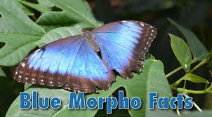 100+ vectors, stock photos & psd files. Blue Morpho Butterfly Facts Information Pictures Video