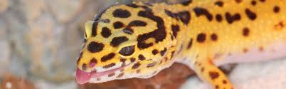 We would like to show you a description here but the site won't allow us. Common Leopard Gecko Reptile Information Guide