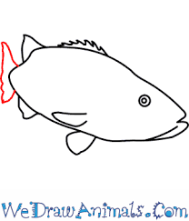 Let's learn how to draw speed boat drawing speed boat is really easy and simple. How To Draw A Black Sea Bass