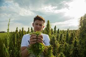 CBD Oil Market in India for Entrepreneurs: Trends, Demand & Profit Mar –  Hempbuti