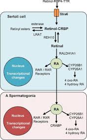 Spermatogenesis: The Commitment To Meiosis | Physiological Reviews