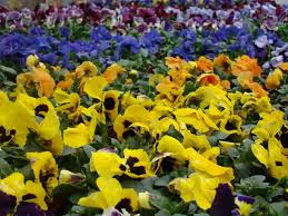 Ausgebluht Gartencenter Augsburg Meldet Insolvenz An Verkauf Geht Weiter Unna