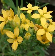 Image result for Kalanchoe laciniata