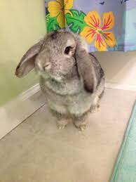 Baby Is 2 Years Old Animals Rabbit Baby