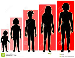 Female Growth Stages Stock Illustration Illustration Of