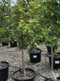 Image result for Liquidambar formosana