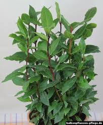Echter Lorbeer Laurus Nobilis