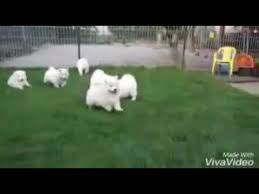 Denizli Bozkurt Kopek Ciftligi 0544 958 17 88 Youtube