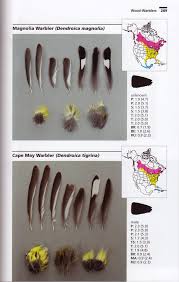 Review Bird Feathers A Guide To North American Species