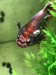 3 мин и 42 сек. It Is Better In Person I Think My Betta Has Popeye I Bought Api E M Erythromycin And I M Starting Treatment Am I Doing Everything Right Bettafish