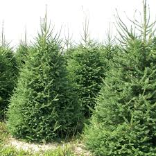 Spruce trees can range from 5 feet tall for dwarf trees, and to heights of 60+ feet for larger trees. Real Live Norway Spruce Pot Grown Christmas Tree 2ft 3ft 4ft 5ft