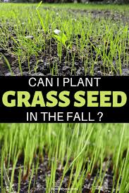 It is important to apply systemic fungicide in order to prevent the fungus outbreak. When Planting Grass Seed In The Fall Time The Seeding To Permit The Grass Seed To Completely Develop Before Fros Planting Grass Seed Planting Grass Grass Seed