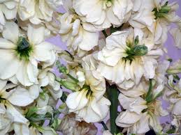 Simply smelling this flower is said to calm one's nerves. Stocks Are Sweet Smelling Flowering Plants Photo Trap