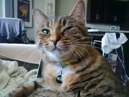 Almost all cats have coughed up a hairball once in their life, even if you have not witnessed it. Why Is My Cat Coughing And Gagging Quora