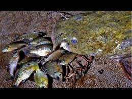 Catching 100 Lbs Of Catfish With Worms Bluegill Youtube Catfish Catfish And Carp Bluegill