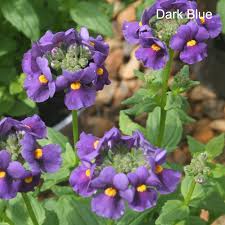 Image result for Nemesia fruticans