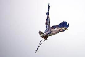 The 2021 birds in flight photo contest. 40 Wonderful Photos Of Birds In Flight Contrastly