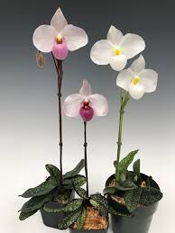 Paphiopedilums are traditionally separated into two groups: Paphiopedilum Delenatii A Slipper Classic From Vietnam Orchidweb