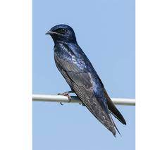 Other succulent plants are easily mistaken for cactus plants. Purple Martin Terminology