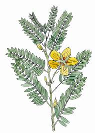 Image result for Chamaecrista