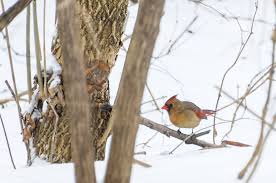 This guide includes videos to help you identify them by sight and sound. Backyard Birds Of Indiana To Wonder Wander