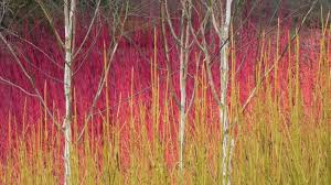 Cornus alba elegantissima is another good cornus with mahogany stems and variegated foliage. Shrub It And See