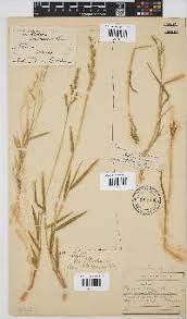 Image result for Urochloa marlothii