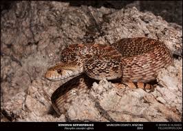 100% marathon texas locality stock. Sonoran Gophersnake Cave Creek Snakes