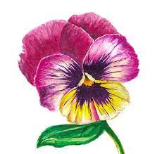 Pansy Wall Art Pink Flower Print Handmade Artwork Original Flower Painting Pansy Wall Decor Flower Prints Art Watercolor Art Prints Posters Art Prints
