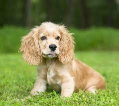 Great for choosing a name for your new puppy Dog Names That Start With A C What Are The Best Options