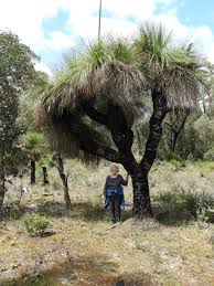 Image result for Xanthorrhoea
