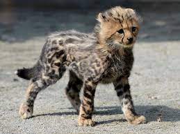 Sd4 1863 Cheetah Cubs Animals Wild Baby Cheetahs