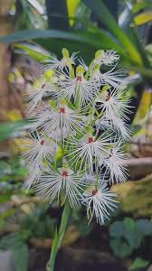 Image result for Habenaria arianae