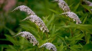 Image result for Limosella capensis