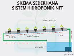Hidroponik Nft Adalah Like And Share