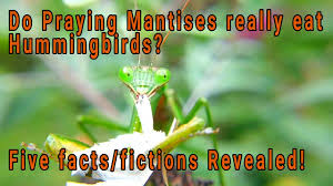 Check spelling or type a new query. Do Praying Mantises Really Eat Humming Birds Fact Or Fiction Five Facts About Mantis Revealed Youtube