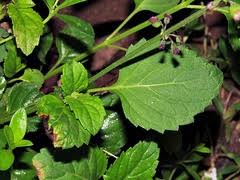 Image result for Orthosiphon thymiflorus