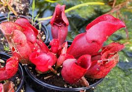 Image result for Sabicea venosa