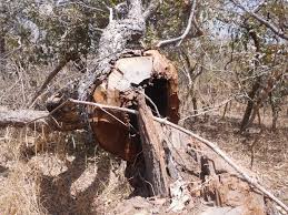 Image result for Stereospermum kunthianum