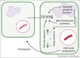 We did not find results for: Plantae On Twitter Coordination Of Plant Cell Growth And Division Collective Control Or Mutual Agreement Sablowski 2016 Https T Co 4xn5dqbars Openaccess Plantsci Plantscience Https T Co Jmxk1gqopn