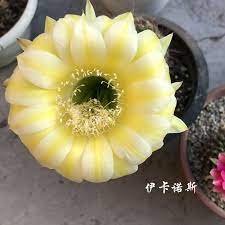 深山老方彩草席克氏本赫粉色仙人球开大花阳台多肉绿植 淘宝网 plants mua