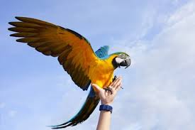 Check spelling or type a new query. Biggest To Smallest Macaw Types With Size Chart Pictures