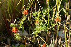Image result for Tagetes patula