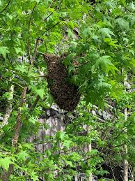 Free bee hive removal melbourne. Frequently Asked Questions About Honey Bee Swarms Home Garden Information Center