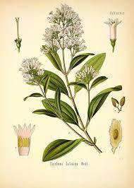 Image result for Cinchona